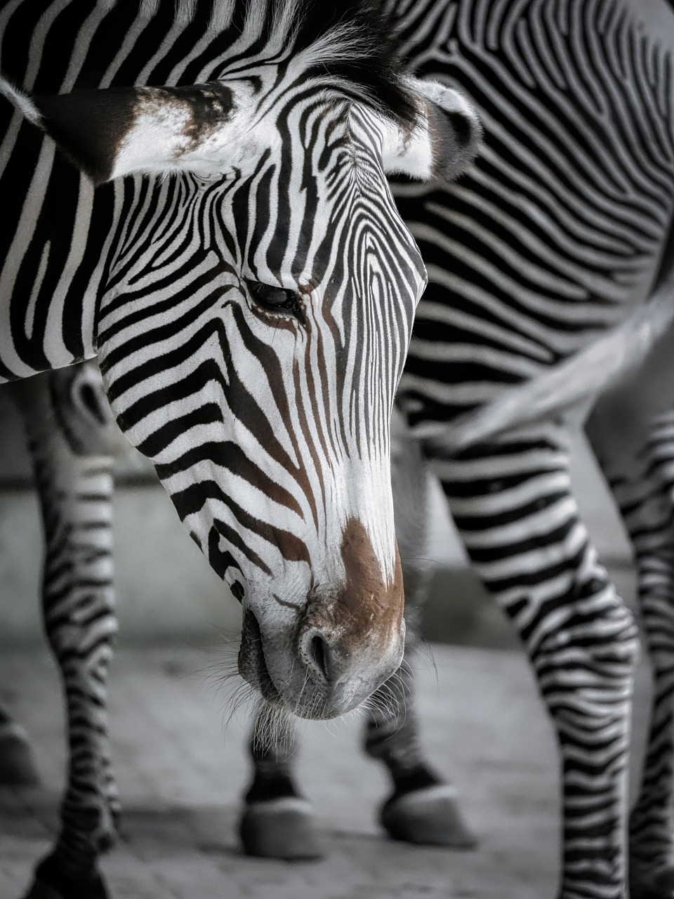 animal, zebra, mammal, species, fauna, equine, nature, wildlife